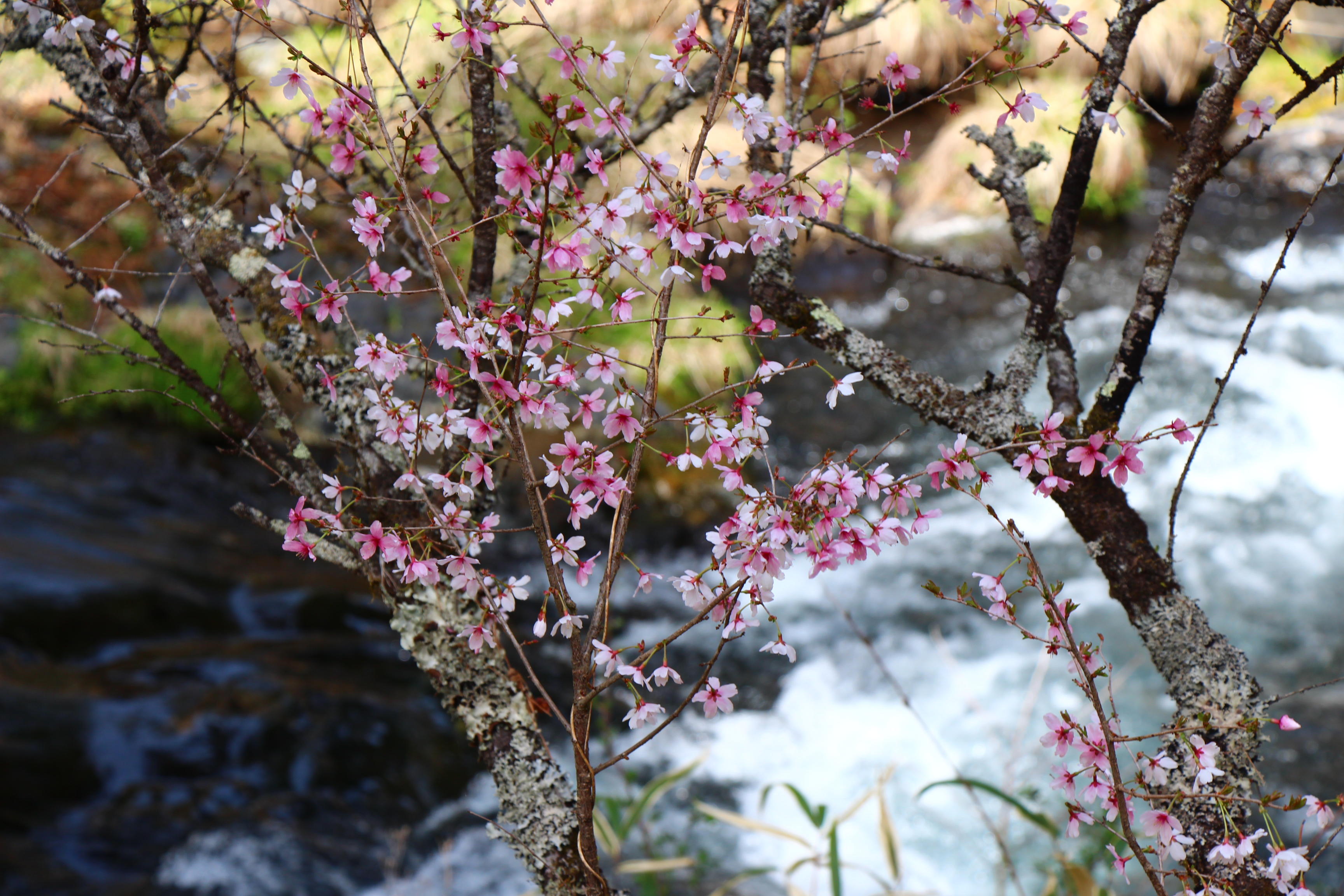 2026年庭園の梅・桜開花情報№13｜新着情報｜富士山の見える温泉旅館